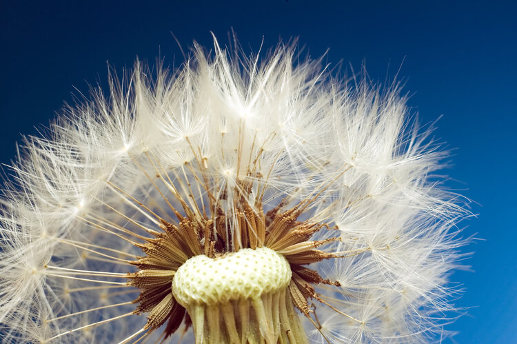 痘痘|蒲公英祛火清热,还有4种不为人知的妙用,早知道早受益!