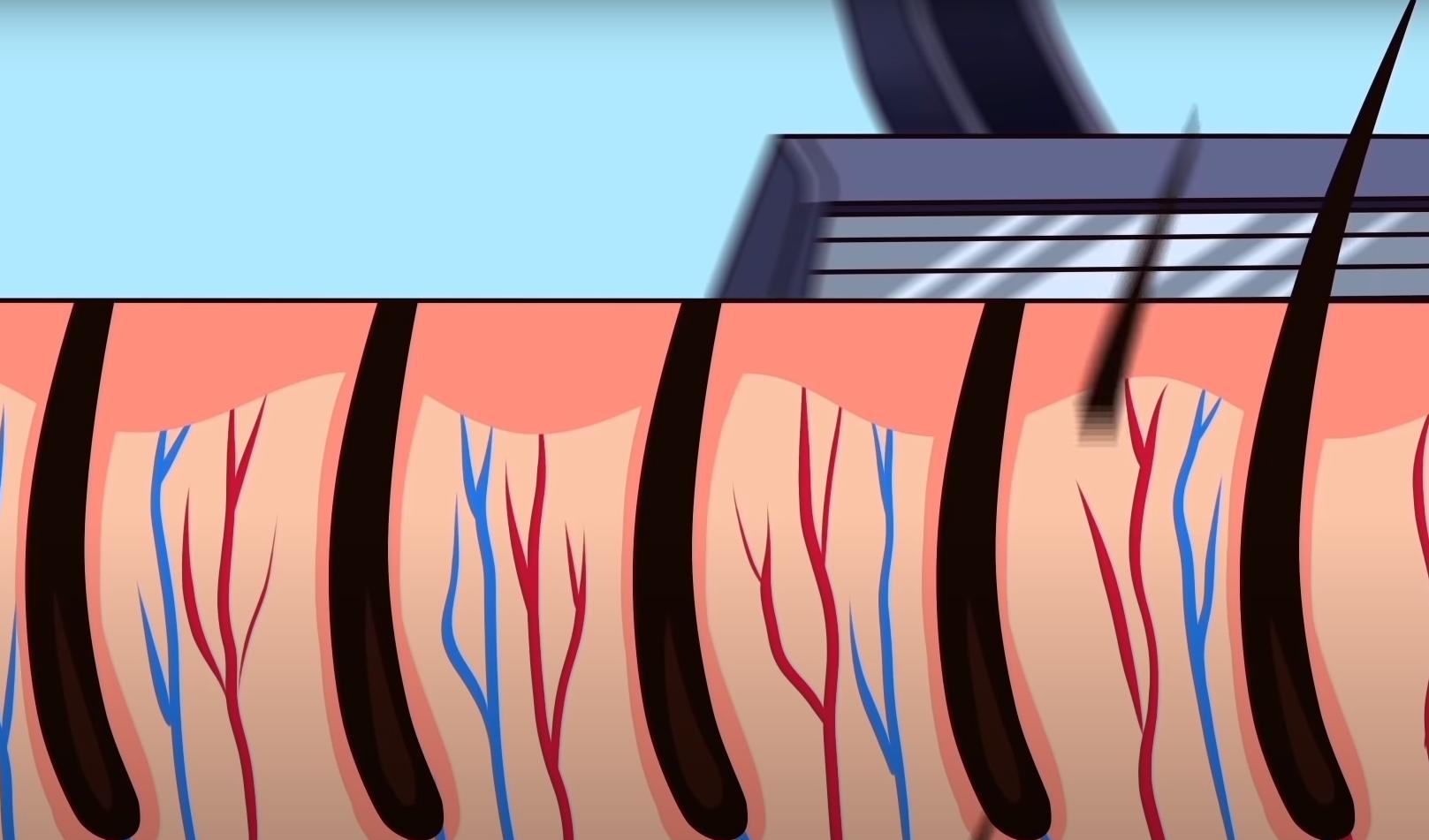 驯鹿 10个流传很广的谎言，你还在相信吗？