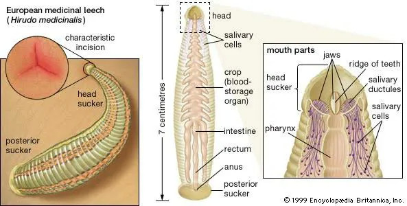  水蛭如果被人不小心吃肚子里了，水蛭在人的肚子里还可以活吗？