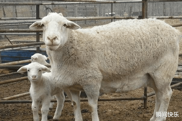 瞬间快乐|8月13日-8月19日,属狗、属羊、属鼠顺势提点,财运亨通,前程似锦