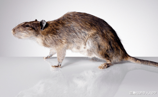 研究发现：下一种冠状病毒可能来自老鼠