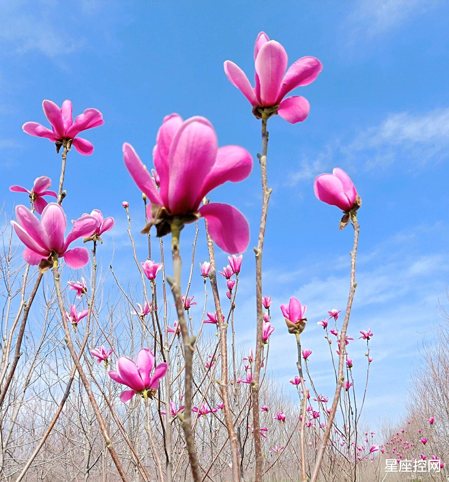 巨蟹座|哪几个日子出生的人，能力不出众却有望有大出息，勤能补拙！