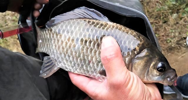 |走水野钓采用什么钓法最好？走水在这些钓点垂钓，渔获量翻番