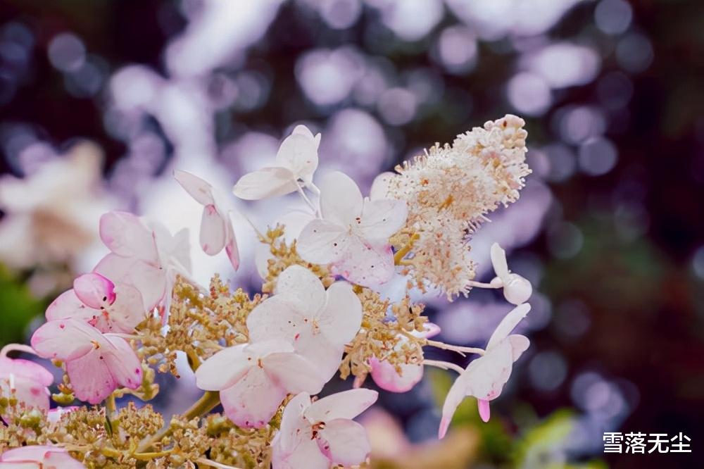 雪落无尘|人至中年，有些事就别再执着了，省得自讨苦吃