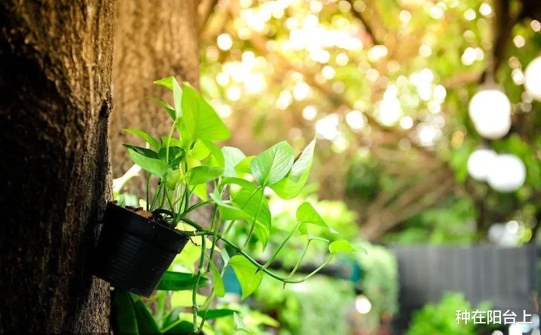 雄蕊 有些植物好妖孽，雌雄同株、雌雄异株不稀奇，有的竟可变“性”！