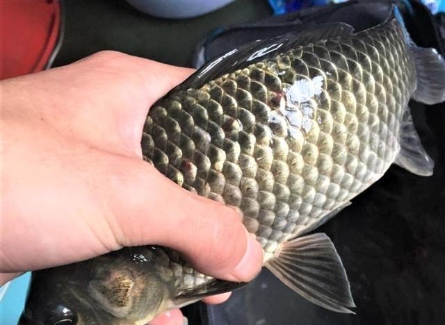 饵料|钓鱼打窝不等于做窝，窝做得好，钓大鱼可连竿