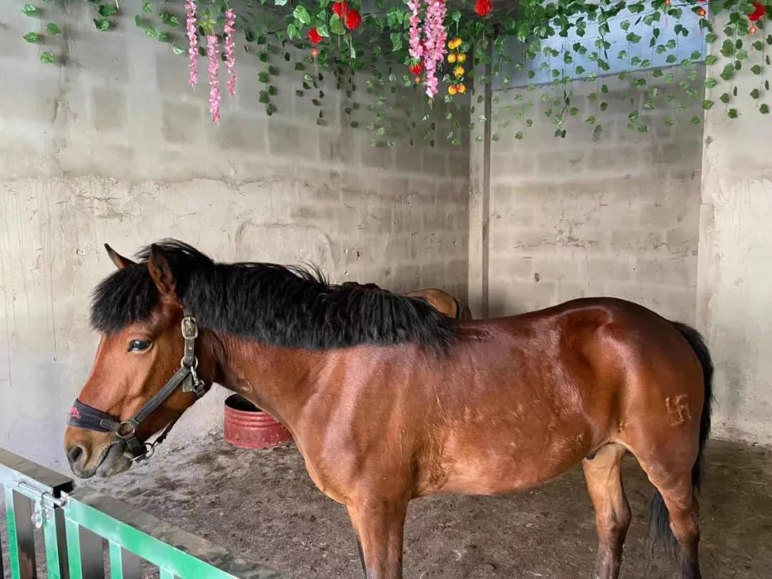 新报业传媒 立夏 鸡公山景区“五一”小长假完美收官