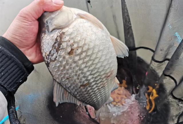 饵料|黑坑钓鲫常备的“千里香”，聚鱼快却易死窝，到底怎么用才合适？