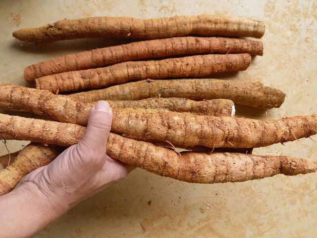 中药|认识中药——牛大力（配伍及用处）