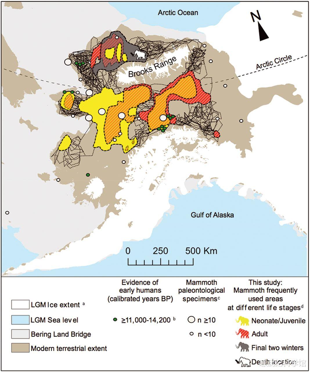 猛犸象 藏在象牙里的秘密:1.7万年前一只猛犸象行走8万公里,绕地球两圈