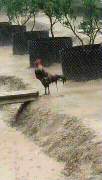 钓鱼执法|“还想钓鱼执法我？”看一看外卖小哥的搞笑日常