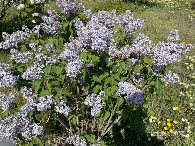 哈尔滨新闻网 这些丁香新品正在怒放，未来冰城丁香家族将有新成员加入