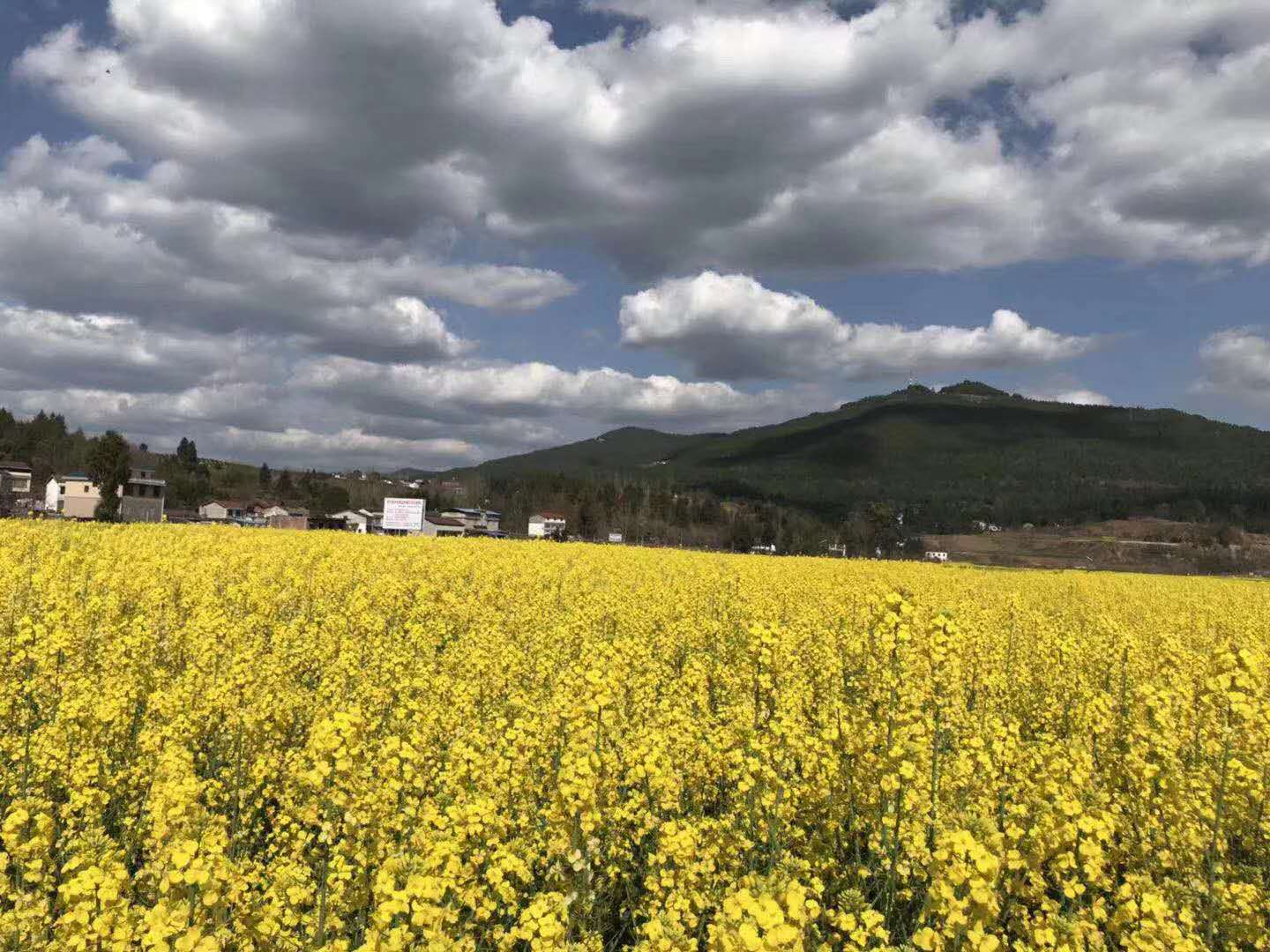蒲云文命理探源|伤官不见财，无去处则难富，伤官化为财富贵自然来