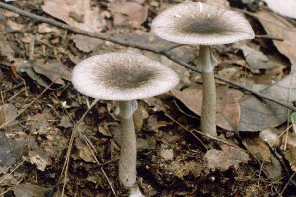 久见菌菌|祖孙三代误食毒蘑菇丧命，究竟什么样的蘑菇有毒，什么样的没毒？
