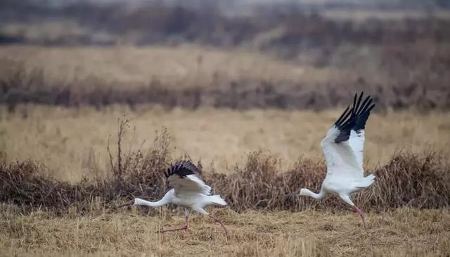 航天员 “一夫一妻”的动物，如果一方死了，它们能经受住交配的诱惑吗？