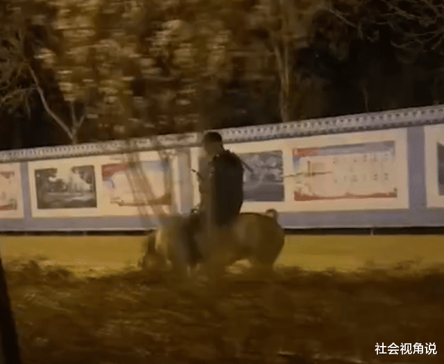 社会视角说 河北深夜街头，男子悠哉骑肥猪溜达，网友：四驱动力真拉风