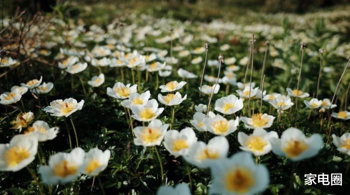 适马|想在一线市场抢订单，家电厂商接下来得掌握这个能力！