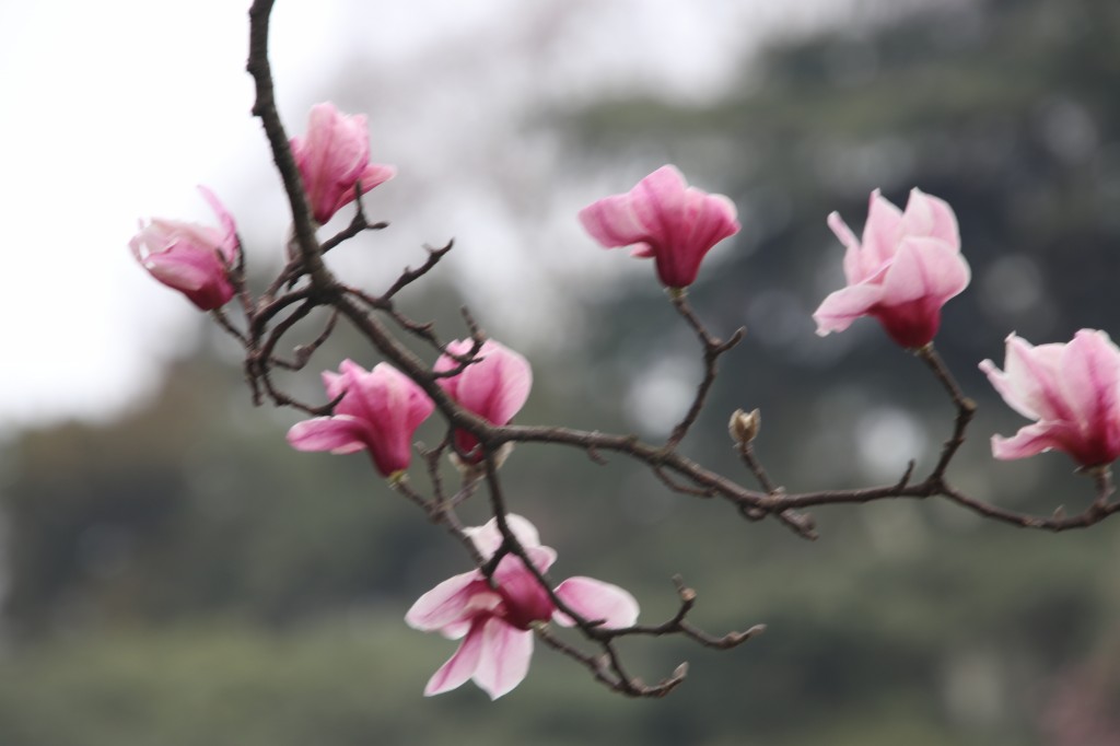 行走江苏 南京连日春暖 雨花台宝华玉兰绽放