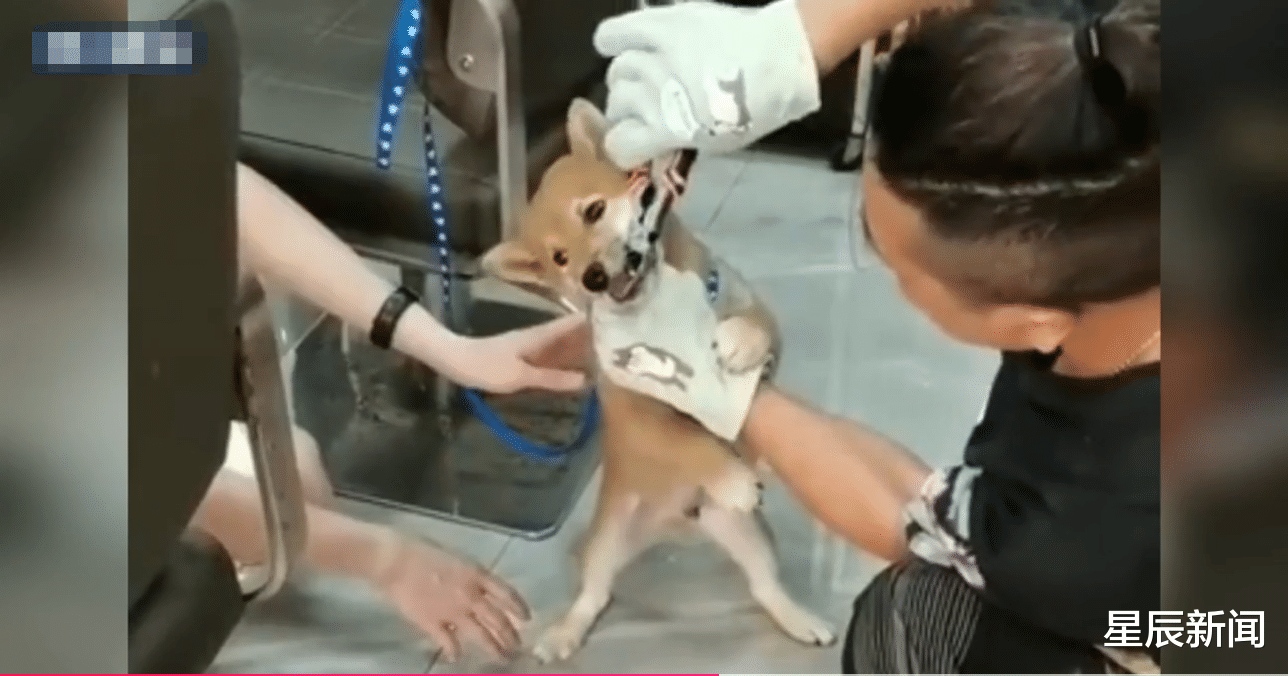 星辰新闻 广州男子因狗咬人用铁钳拔狗牙后，信息被泄露，门店被泼漆