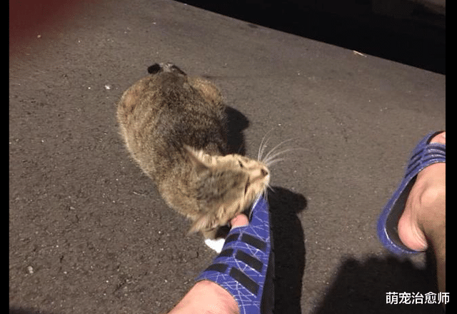 怀孕流浪猫主动示好男子,被收养后肚子却越变越小,原来被套路了