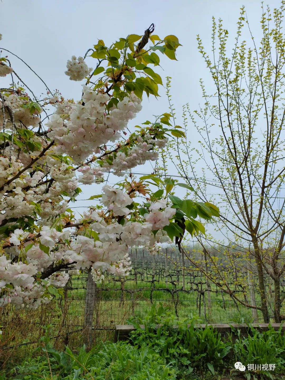 铜川周春辉 春天到了，万物复苏，鄠邑区后寨村的美景
