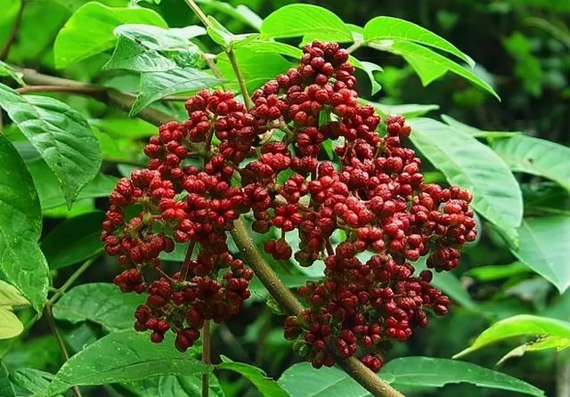 中药|胡博士说中药｜它是治疗肝气寒滞诸痛的要药，还可延年除害