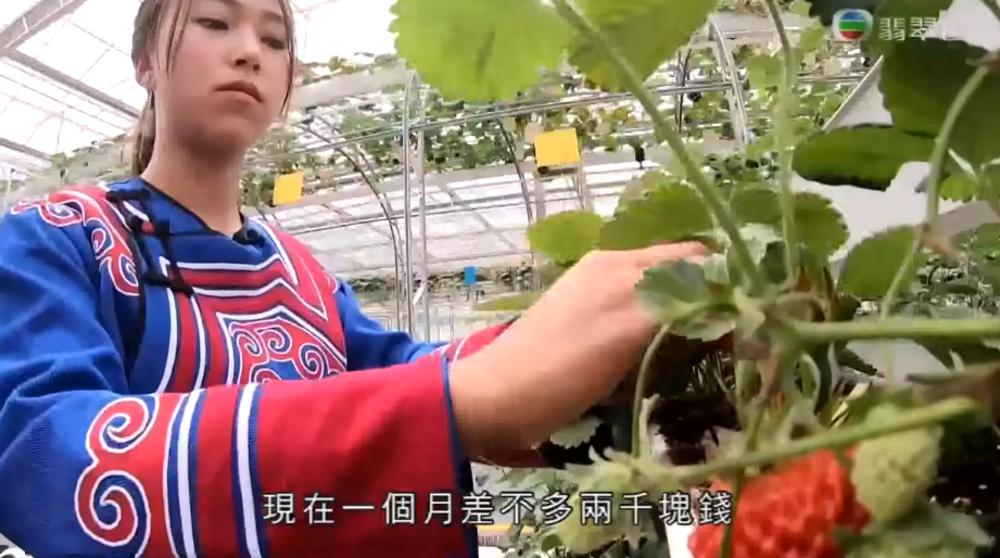 陈贝儿|她刷新香港艺人上限，连央视都在捧？