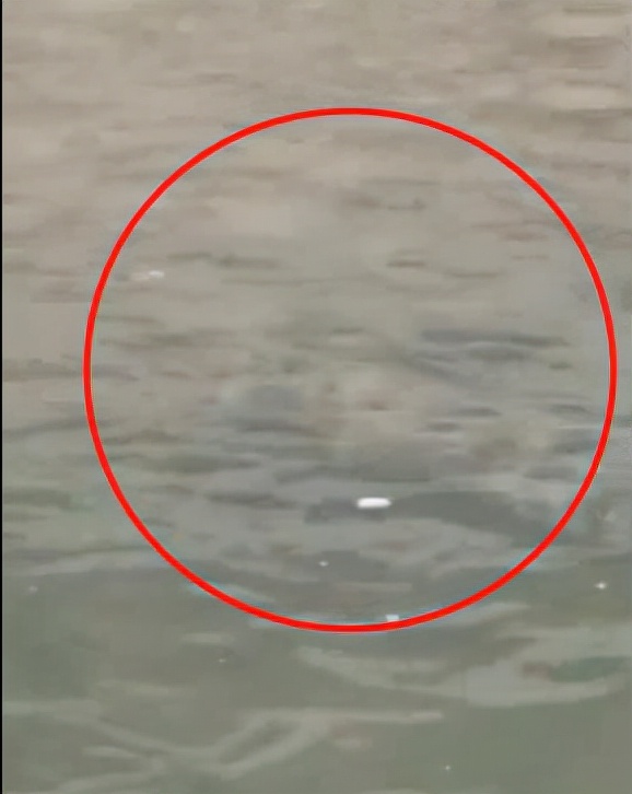 久见菌菌|胡闹!河北一水库被人放生两条鳄鱼,会成为入侵物种泛滥成灾么?