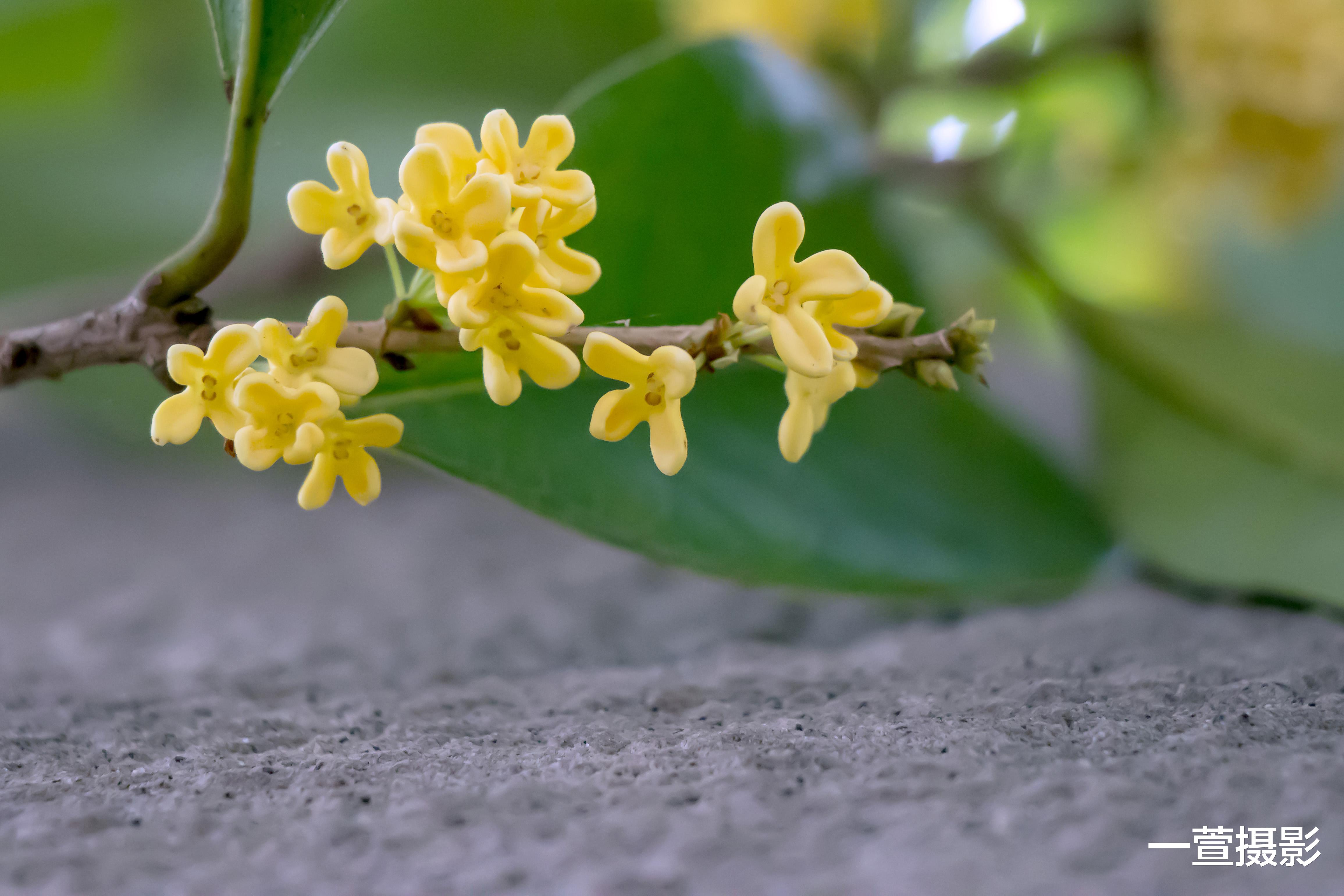 深秋季节怎样拍好桂花 从这几点入手 小白也能轻松拍出漂亮的桂花
