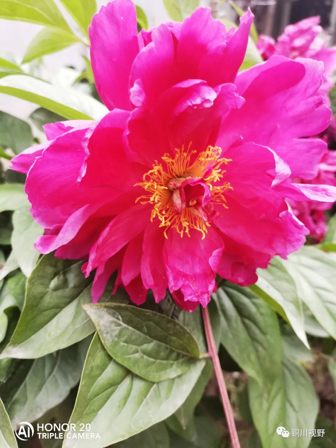 铜川周春辉 花花草草自己种，五月欣赏正当时