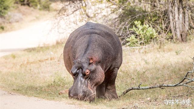 蚊子 很少有机会能够使用，但却可以丰富谈资的22个有趣冷知识