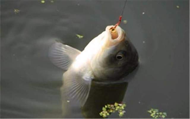 鲤鱼|野钓时，怎么配饵，才能同时诱钓不同的鱼种