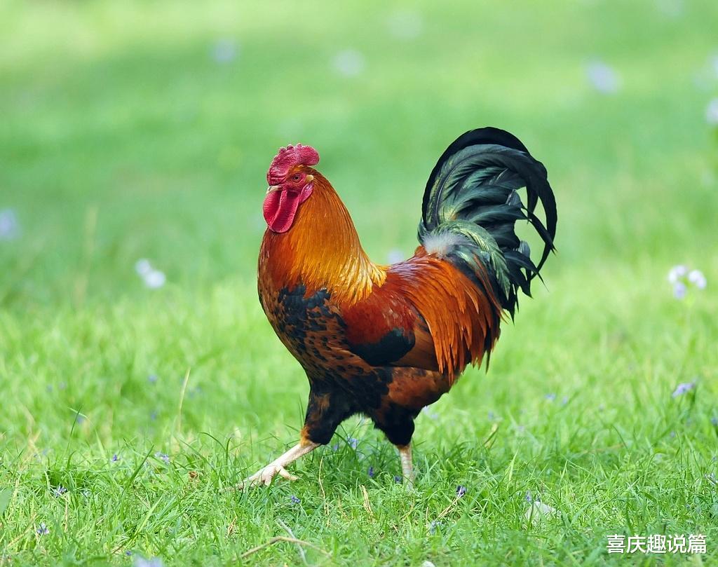 生肖|4大生肖2021年职场得意，财源滚滚，看看有没有你