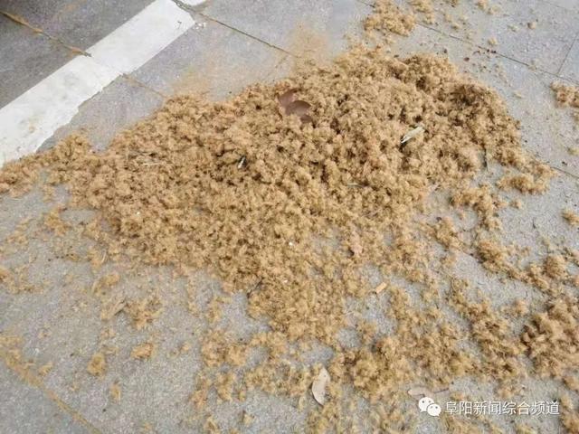 阜阳那些事 刚刚！颍淮大道拍下，遍地都是