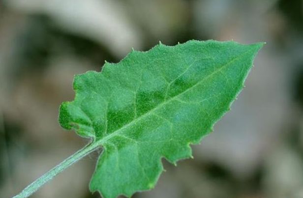 豹子|农村中霸气的野草,如今价值非常高,治疗风湿的疗效相当不错