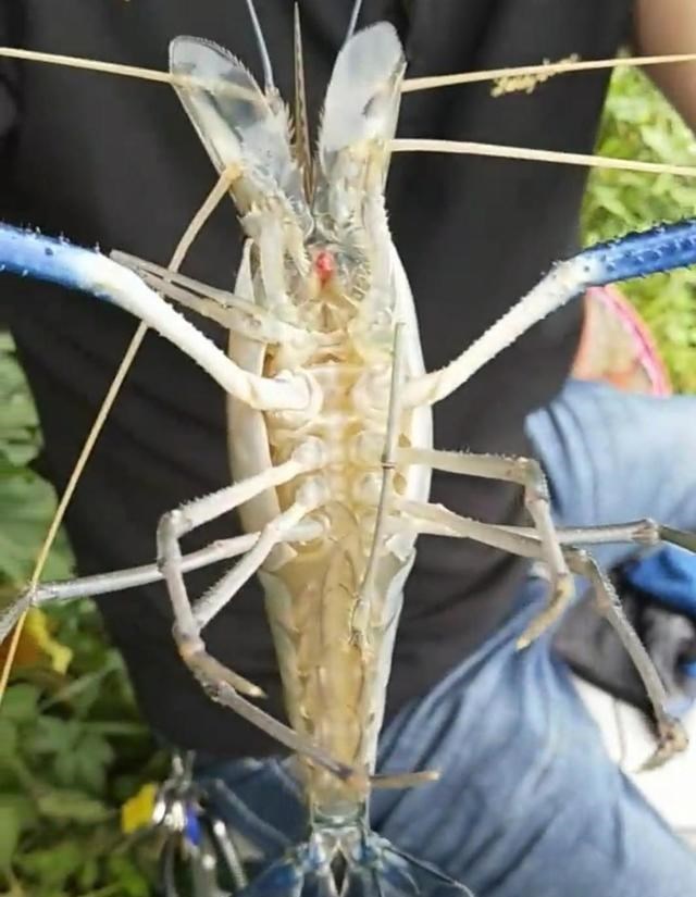 嘉兴|巨虾来袭，嘉兴祥和蕩内大虾王被人钓起，疑似外来变异物种