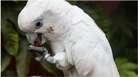 鲨鱼 24个冷知识：连生物老师都不知道，看完后颠覆认知的有趣知识