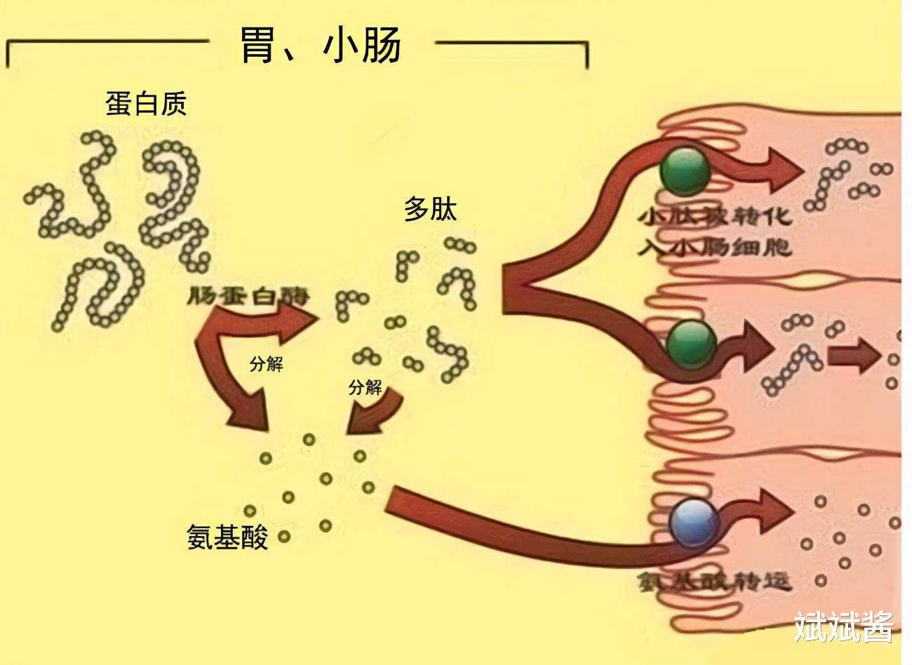 农村老人常说:猪是蛇的克星,是真的吗?有什么道理呢?