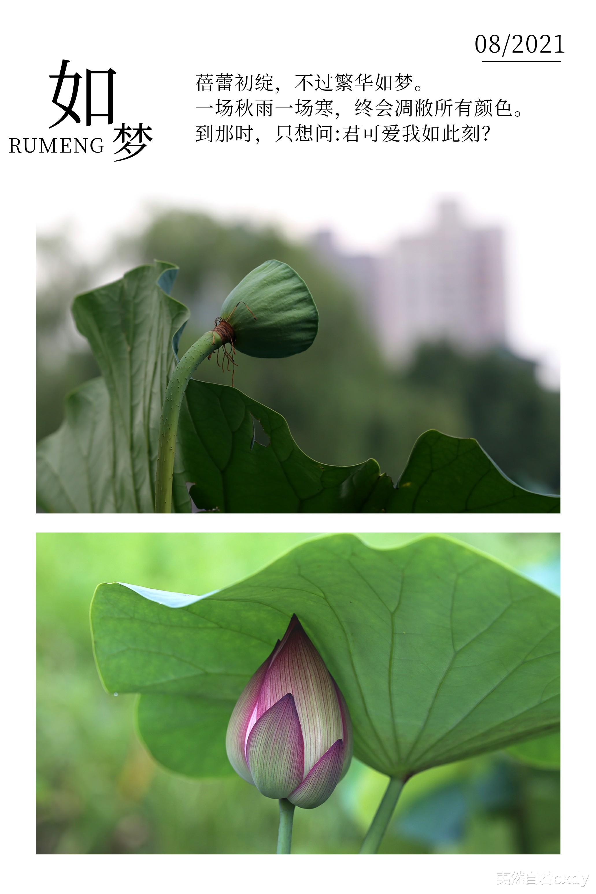 夷然自若cxdy|季节终会凋敝所有颜色，想问：到那时，君可爱我如此刻？