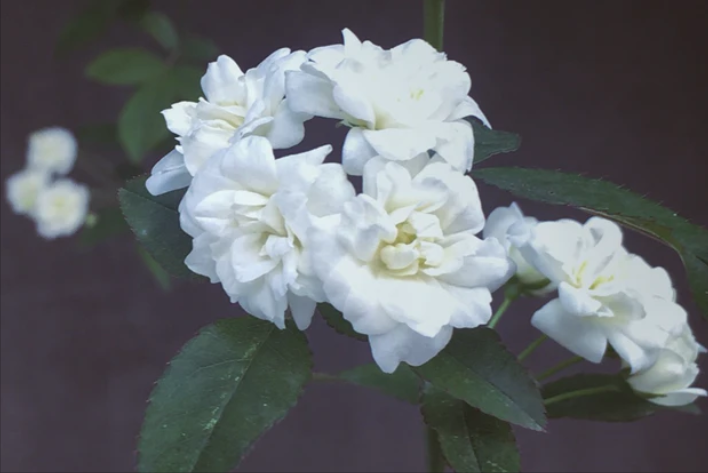 本人讲星座|7月底，反反复复，分分合合，抓住机遇，3星座主动复合，破镜重圆