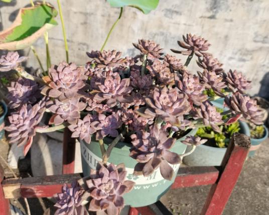 植萌|多肉度夏小经验,这4点做好,不用担心多肉度夏难