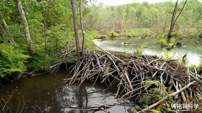 钟铭聊科学 “基建狂魔”河狸为什么喜欢修水坝？为何会被自己咬断的树砸死？