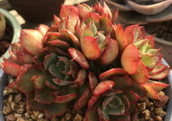 向阳园艺|多肉很奇怪,好盆,好土养着,就是没状态,不管不问反而很好