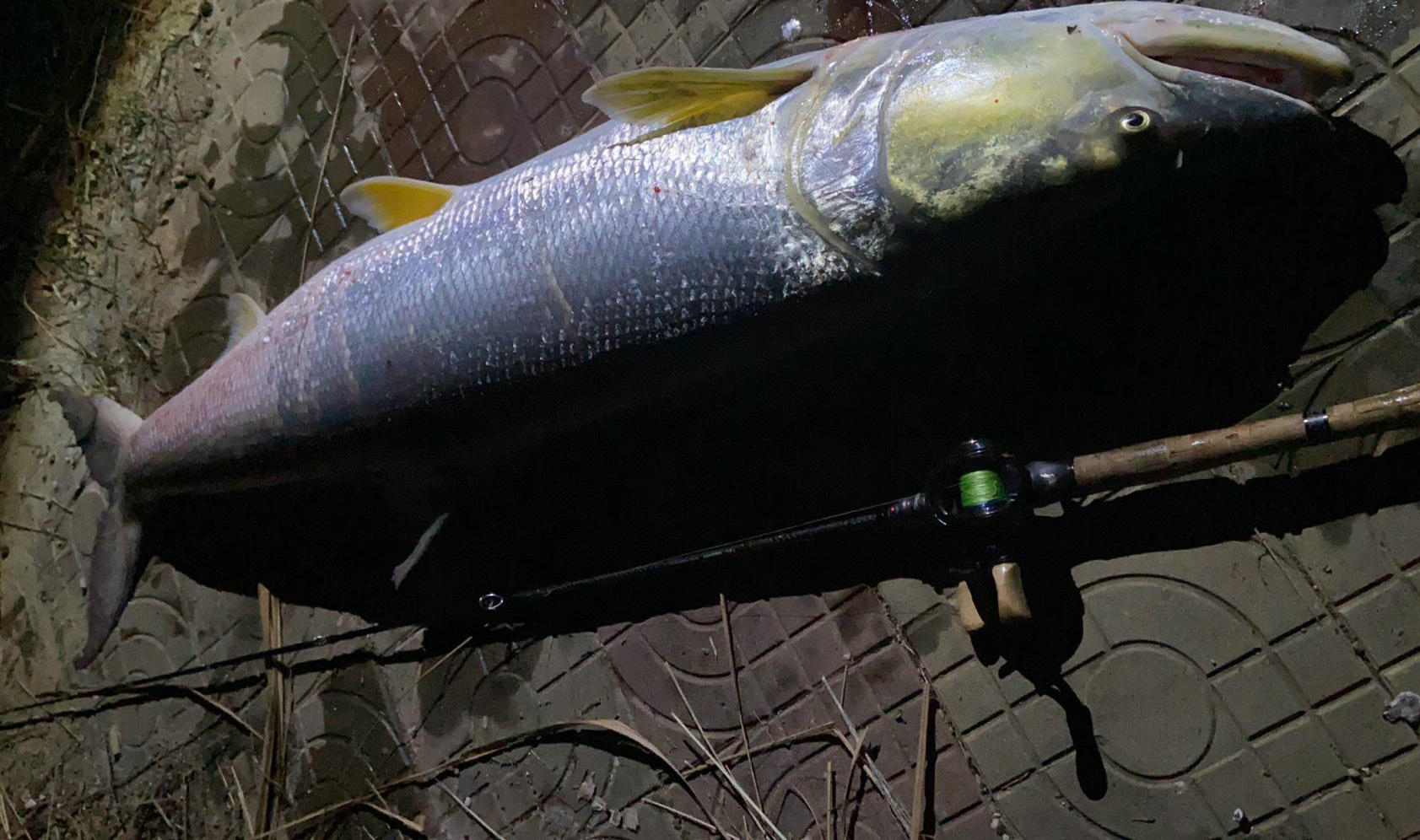 老虎|湖南钓友钓到1.5米\水老虎之王\, 假如你钓到70多斤大鱤鱼咋处理?