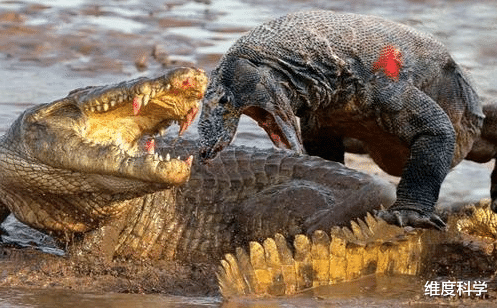 科学家 冷血杀手科莫多巨蜥——被它咬到,三天之内就会中毒而亡