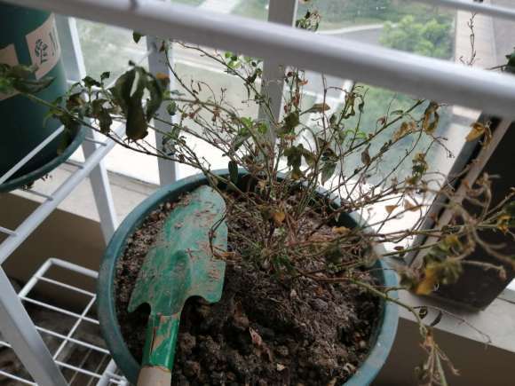 向阳园艺 冬天给花浇水，用橘子发酵，兑水浇灌，当成肥料用，促进开花