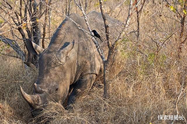 犀牛 河马vs犀牛，谁才是真正的陆地之王？大象见了都得退避三舍