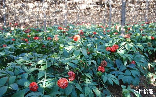 注册制 又一波炒作落幕，产地价格跌入谷底，仍难走量，农民：莫跟风