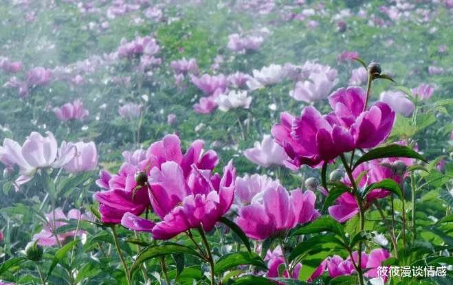 筱筱漫谈情感|57岁女人坦言:换了3个男人搭伙过日子,才知道男人的坏心思