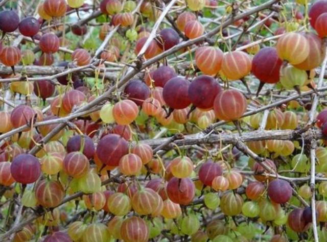 花儿与草的故事 这玩意很珍贵，却因果实太小遭人嫌弃，在山里看到有，可千万重视